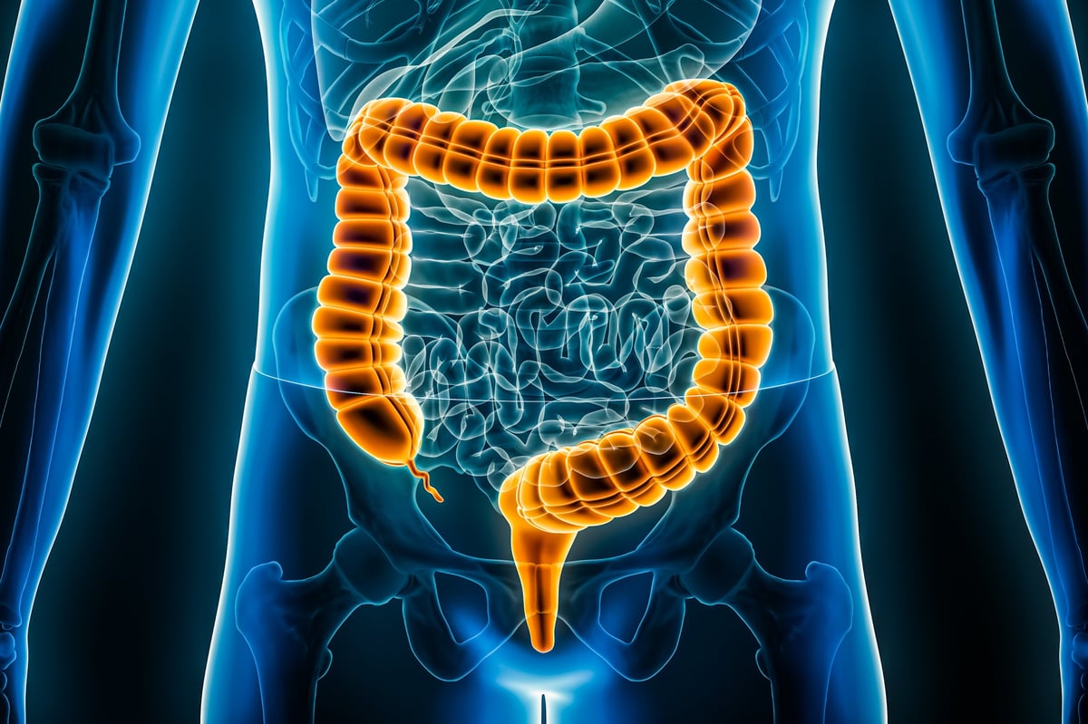 Intestino grueso y sistema digestivo