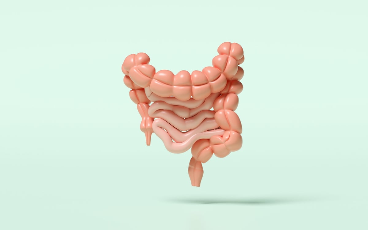 Intestino