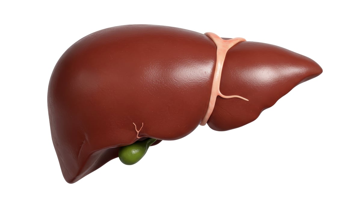 Hígado humano